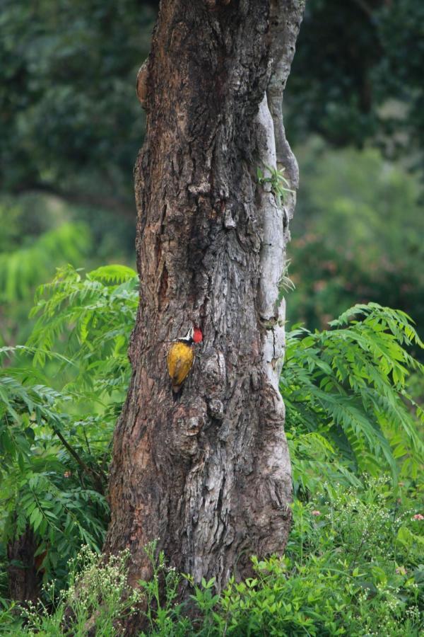 Vividearth Resorts Bandipur Luaran gambar