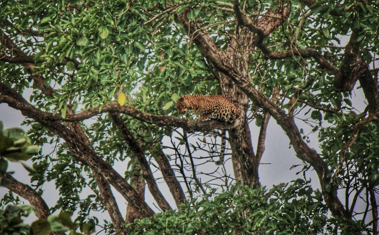 Vividearth Resorts Bandipur Luaran gambar
