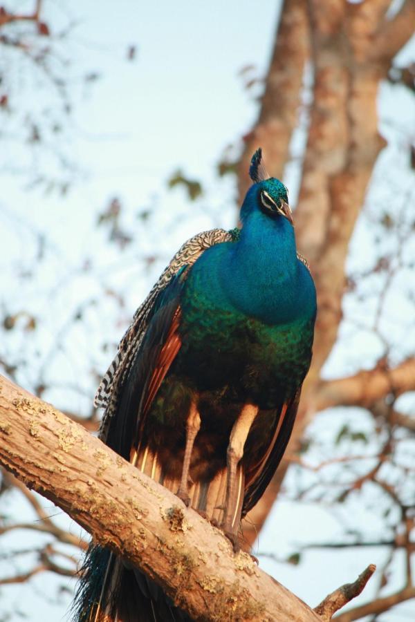 Vividearth Resorts Bandipur Luaran gambar