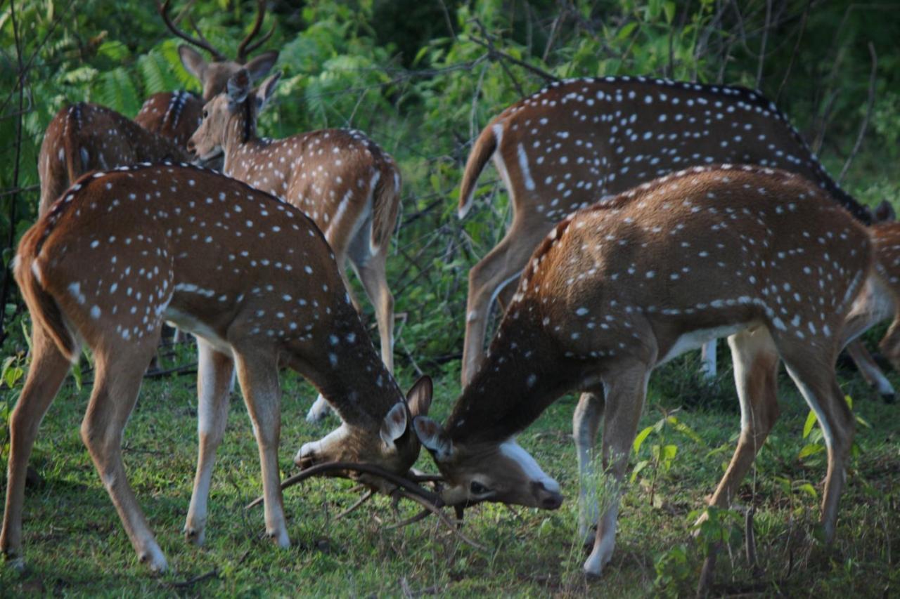 Vividearth Resorts Bandipur Luaran gambar