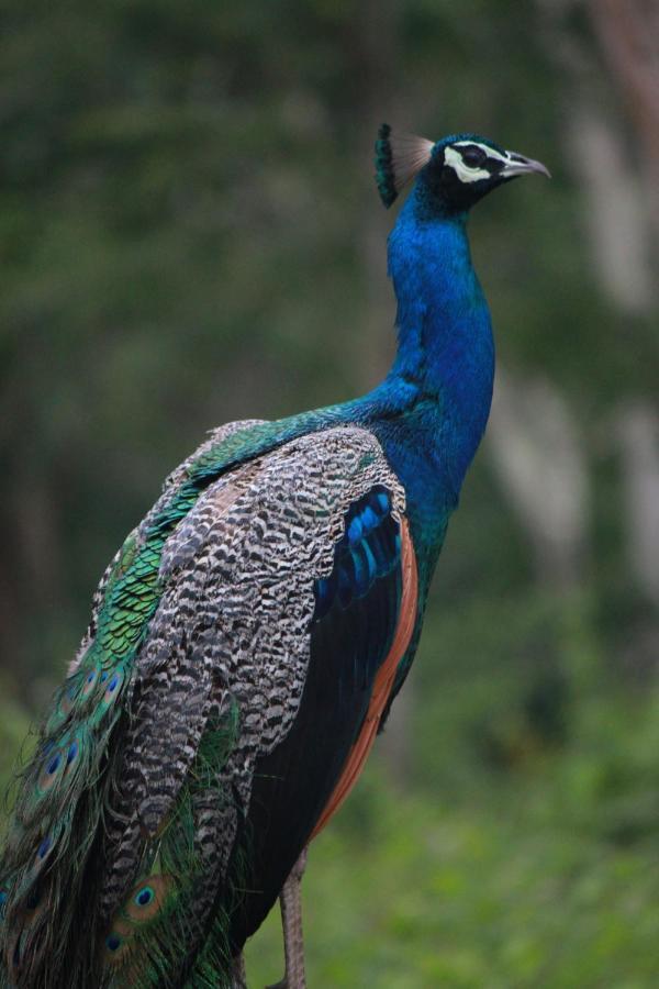 Vividearth Resorts Bandipur Luaran gambar